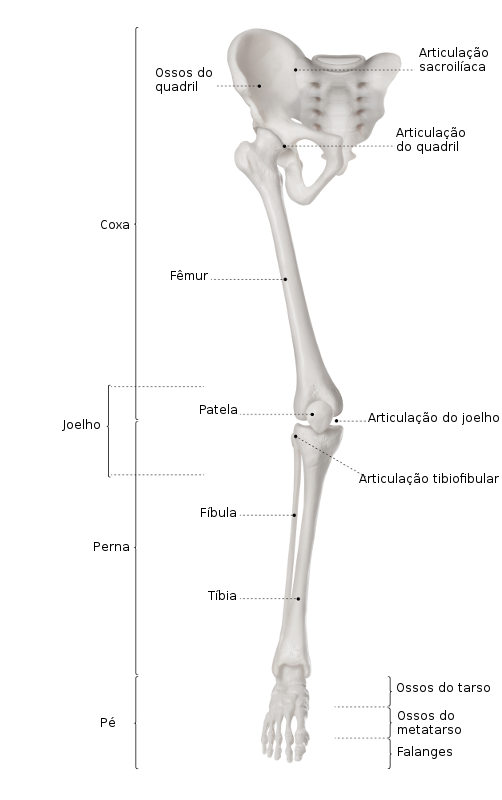 Observe os ossos que fazem parte dos membros inferiores.