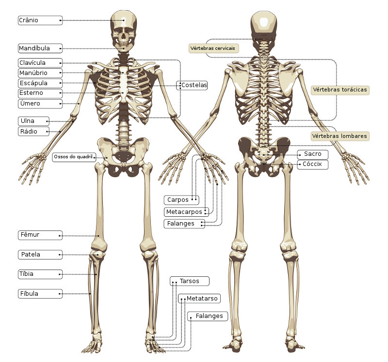 Anatomia do Aparelho Locomotor- Ossos cintura escapular e membro superior -  Anatomia do Aparelho Locomotor