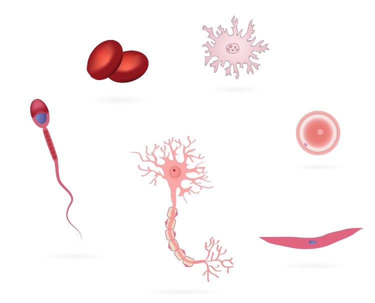 El cuerpo humano tiene una serie de células con diferentes formas y funciones.