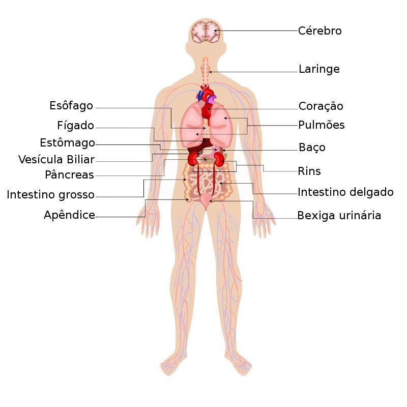El cuerpo humano tiene una serie de órganos, que se agrupan en varios sistemas.