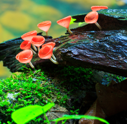 Fungo A biodiversidade diz respeito à variedade de organismos vivos ao nosso redor