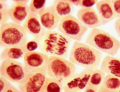 Célula A Biologia Celular é responsável pelo estudo das células