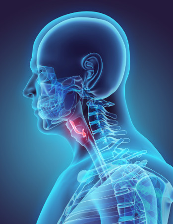 A epiglote direciona o alimento para o esôfago, o que evita a obstrução do sistema respiratório