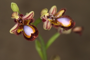A espécie Ophrys speculum atrai abelhas por sua semelhança com a fêmea desse inseto