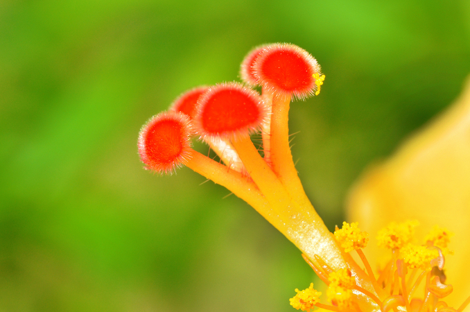 A flor apresenta verticilos férteis em que são encontradas as suas estruturas reprodutivas, o androceu e o gineceu