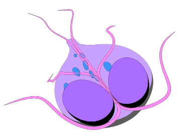 A Giardia intestinalis instala-se no intestino delgado do doente