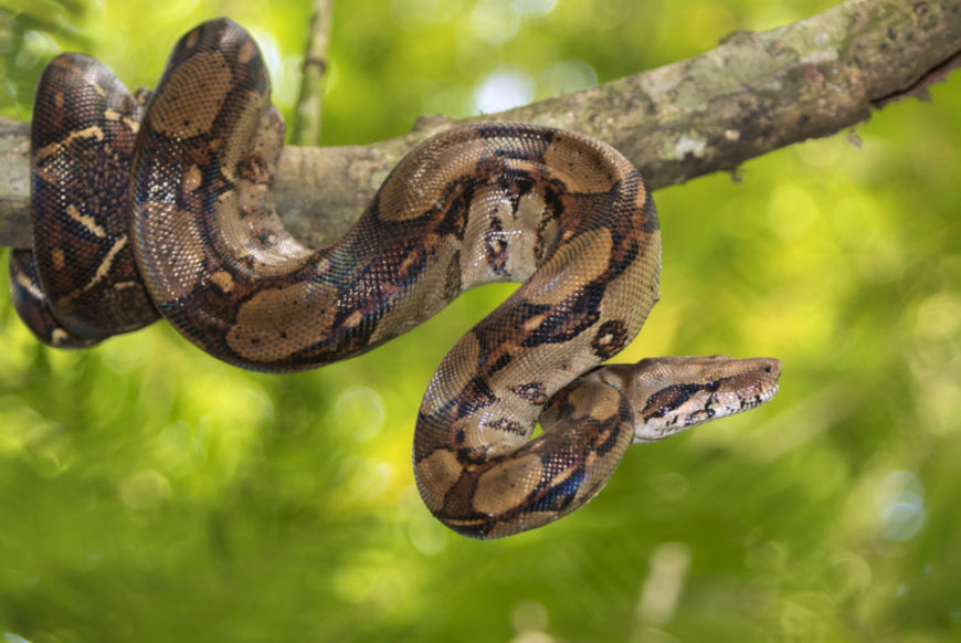 A jiboia é uma serpente pertencente à família Boidae. Essa espécie apresenta hábitos terrestres e arborícolas.