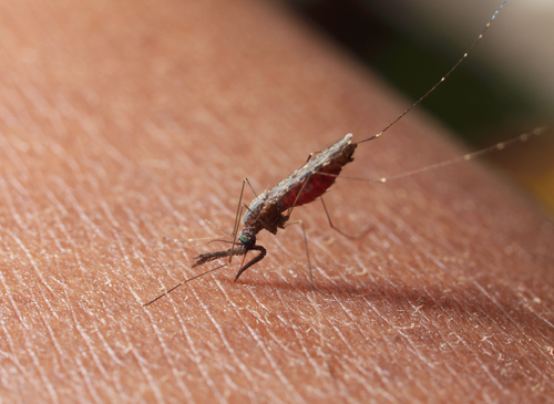 A malária é uma protozoose grave transmitida pela picada de um mosquito