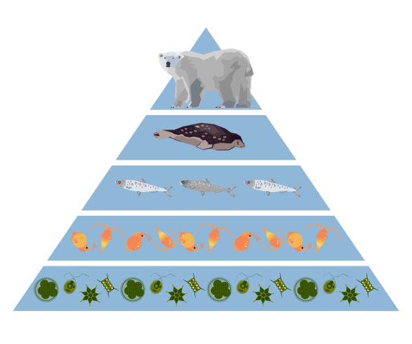 Pirâmide de energia - Biologia Net