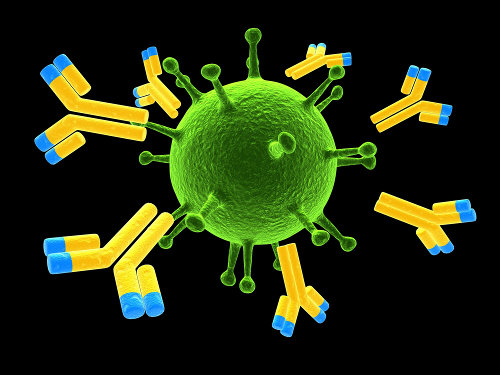 A produção de anticorpos é essencial para a defesa do nosso corpo