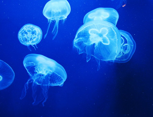 Las medusas se mueven por contracciones del cuerpo o son transportadas por las corrientes oceánicas.