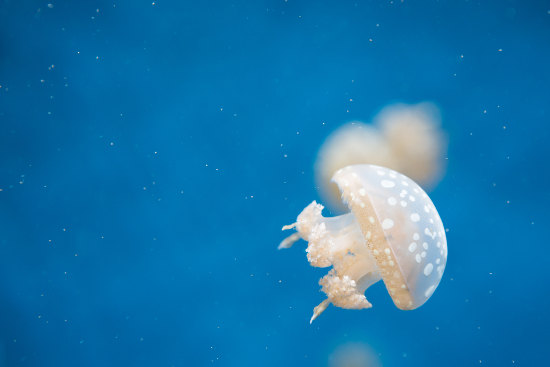 Las medusas son cnidarios en forma medusoide.
