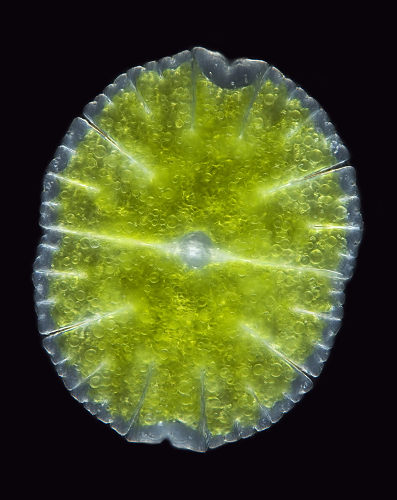 Las algas son un ejemplo de organismos autótrofos