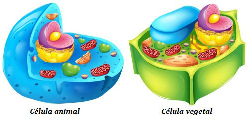 Las células animales y vegetales muestran diferencias, como la presencia de pared celular solo en las células vegetales.
