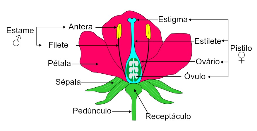 As flores são constituídas por um pedúnculo, um receptáculo e verticilos florais