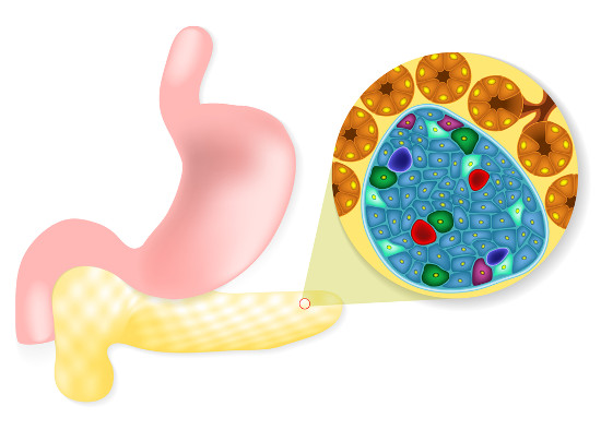 As ilhotas pancreáticas correspondem à porção glandular do pâncreas, onde o glucagon é produzido