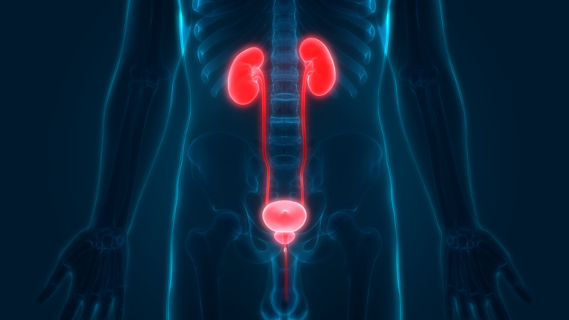 As infecções urinárias ocorrem por causa da presença de microrganismos no trato urinário