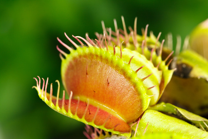 As plantas carnívoras apresentam tricomas que secretam substâncias para auxiliar na captura e digestão das presas