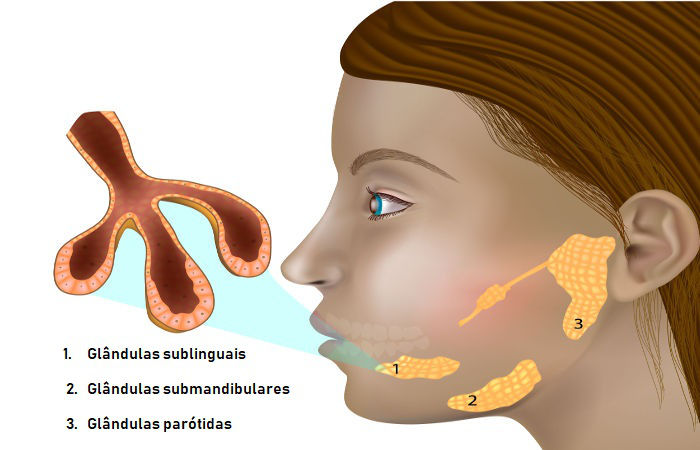 As principais glândulas salivares são: as sublinguais, as submandibulares e as parótidas