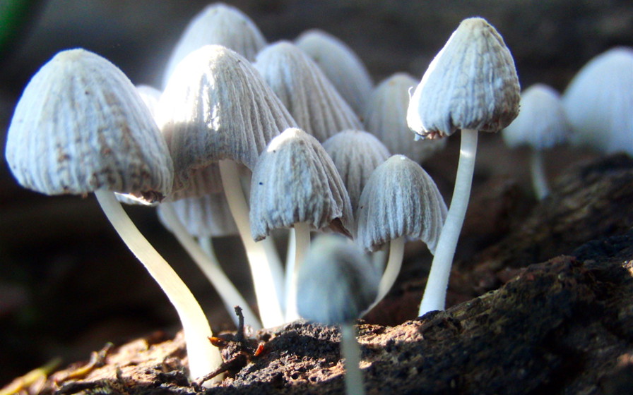 Atualmente os fungos estão classificados em cinco grupos principais, sendo os ascomicetos o grupo mais diversificado
