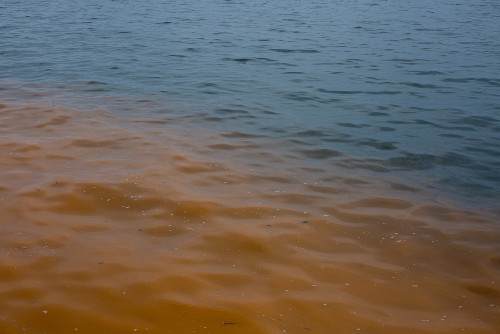 Desenvolvimento exacerbado de dinoflagelados causa o fenômeno da maré vermelha