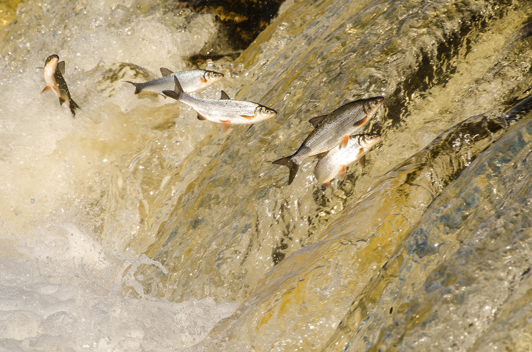 Durante a piracema, os peixes deparam-se com vários obstáculos, como as cachoeiras