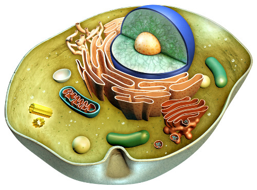 Ilustración de la estructura interna de una célula animal.