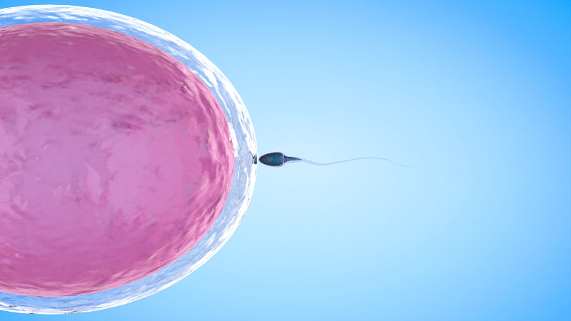Na espécie humana, existem dois tipos de gametas, o óvulo (gameta feminino) e o espermatozoide (gameta masculino)
