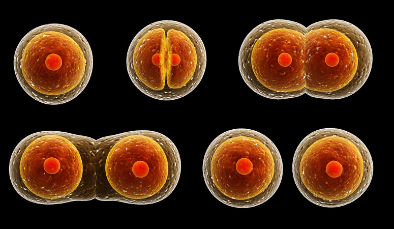 Resumo de Divisão Celular: Mitose e Meiose - Sanar Medicina