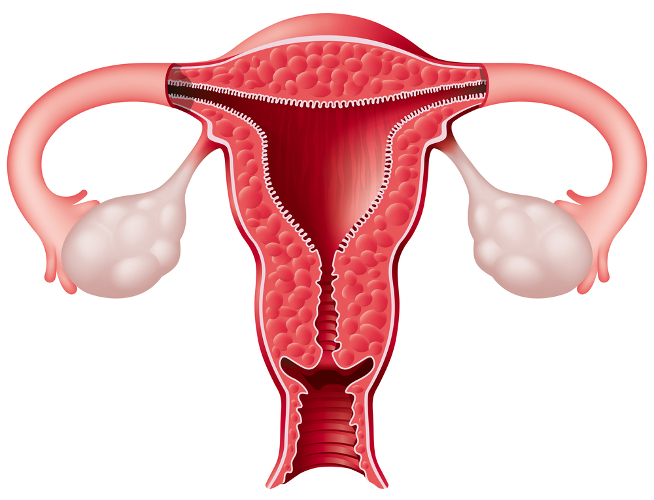 En el sistema reproductor femenino se ubican los órganos responsables del proceso de reproducción.