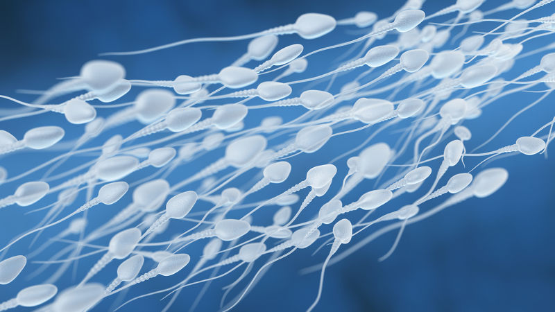 En los espermatozoides, el flagelo actúa sobre la locomoción hacia el óvulo.