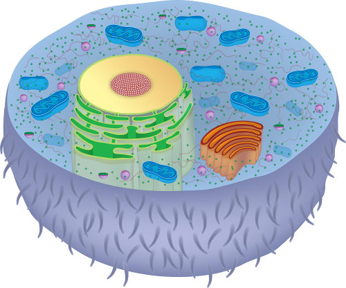 Nos protozoários, fungos, plantas e animais as células apresentadas são eucarióticas