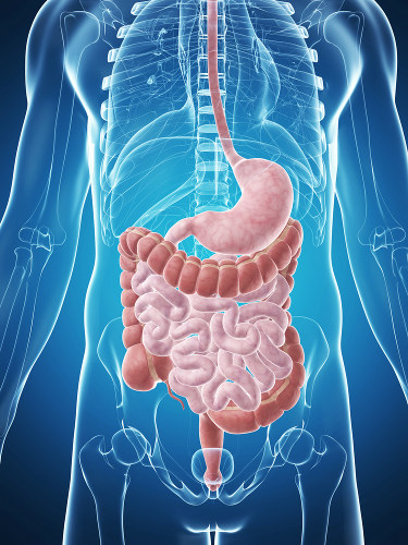 La comida se mueve a través del sistema digestivo gracias a movimientos involuntarios.