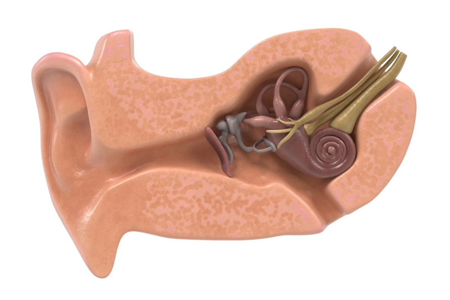 El aparato vestibular, junto con la cóclea, forma el oído interno.
