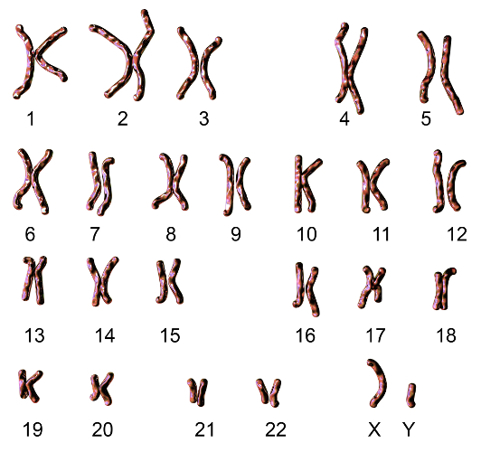 El cariotipo masculino tiene 22 pares de autosomas + 1 par de cromosoma sexual (XY)