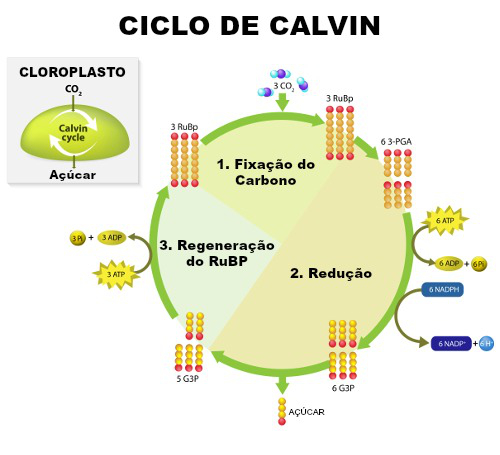 Diagrama De Fotossintese Ciclo Calvin Illuminate Your Knowledge 