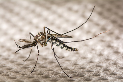 O Aedes aegypti é o vetor da Zika