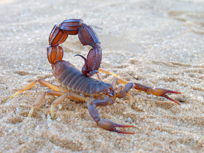 Escorpião O escorpião é um animal artrópode