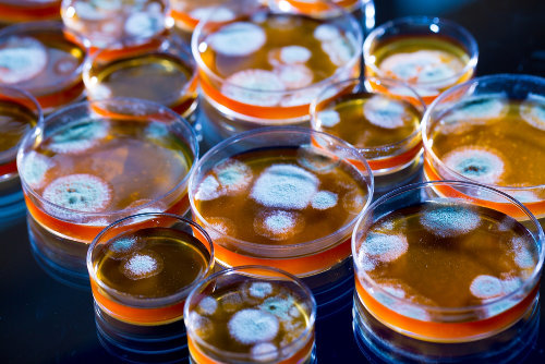 O fungo <em>Penicillium </em>produz uma substância capaz de matar bactérias