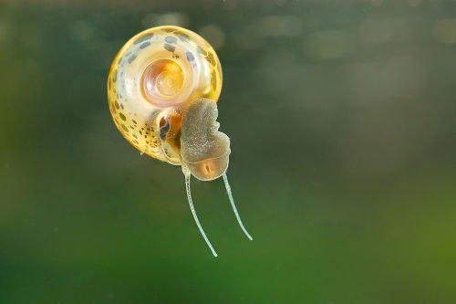 O hospedeiro intermediário do Schistosoma mansoni é um caramujo do gênero Biomphalaria