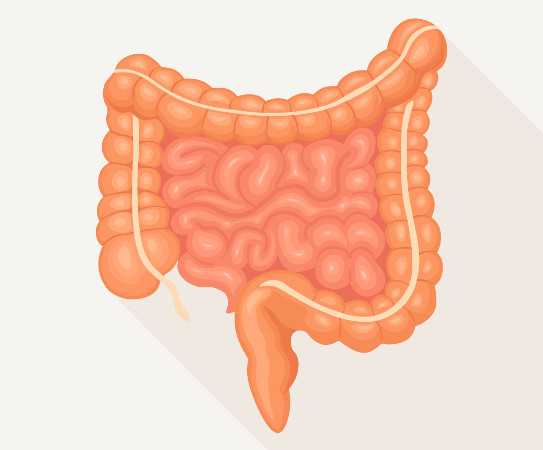 El intestino grueso es la parte terminal del tubo digestivo y es más grande que el intestino delgado.