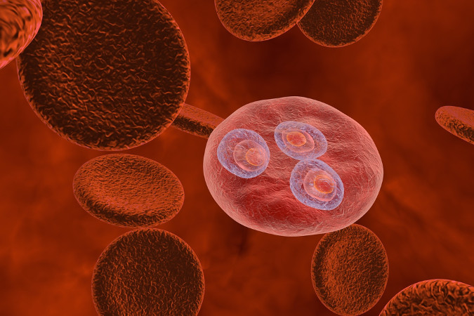 O <i>Plasmodium</i> invade as hemácias, onde se reproduzem e acabam por romper essas células