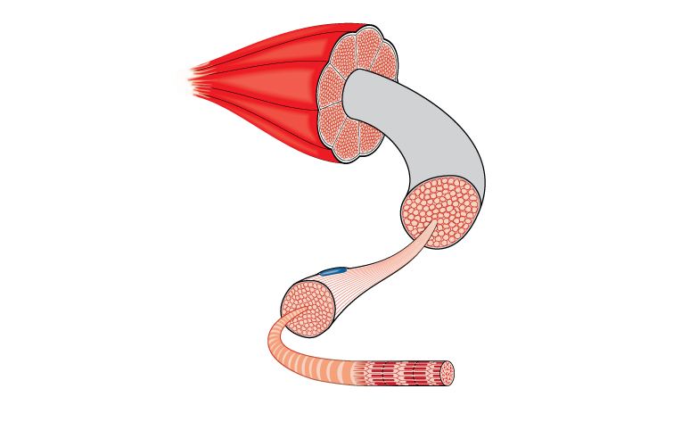 O músculo esquelético é constituído por feixes de fibras que contêm miofibrilas com secções denominadas sarcômeros