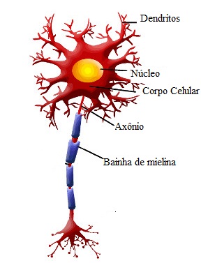 O neurônio é uma célula do tecido nervoso responsável pela transmissão do impulso nervoso