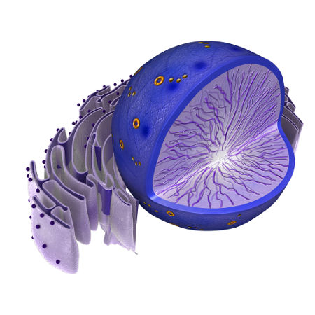 O núcleo é envolto por uma dupla membrana chamada de carioteca