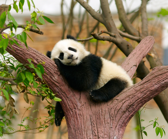 O panda é um representante do filo Chordata, subfilo Vertebrata