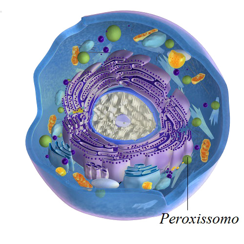 O peroxissomo é uma organela esférica das células eucarióticas