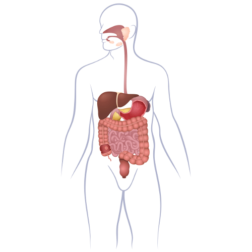 El proceso de digestión de los alimentos comienza en la boca, a través de la masticación, y termina en el ano.