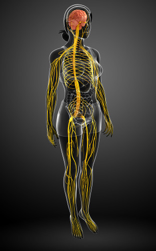 Coluna Vertebral, Sistemas