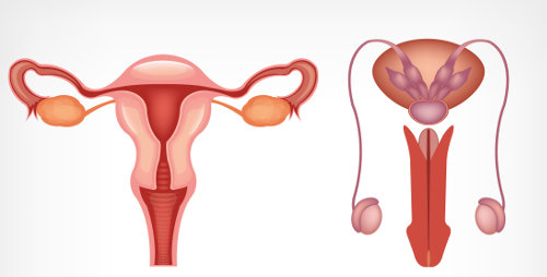 Sistema genital feminino - parte II. Órgãos do sistema genital